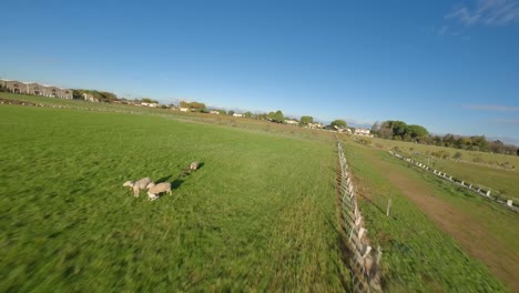 Low-FPV-Aufnahme-über-Einem-Weinberg-Mit-Einem-Bereitstehenden-Traktor-Auf-Dem-Feld