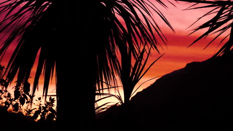 palm tree silhouette on a pink sunset background in new zealand