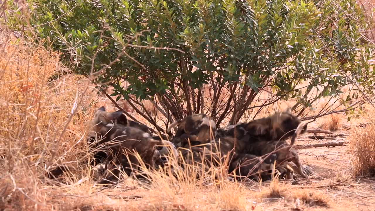 아프리카 야생 개들이 갑자기 일어서서 여섯 마리의 귀여운 새끼들을 넘어지게 합니다.