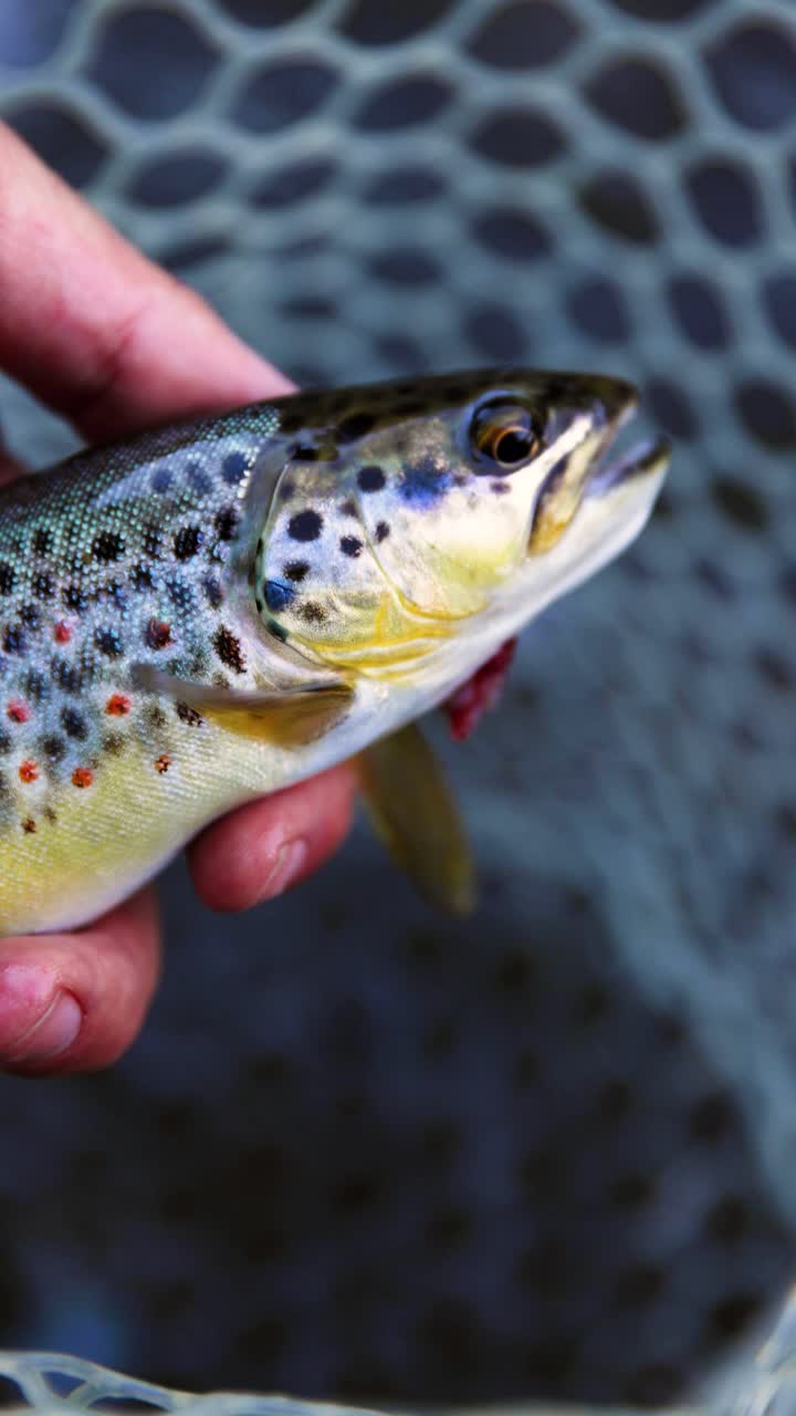 Mano che tiene una trota guizzante in una rete, scena di avventura di pesca all'aperto