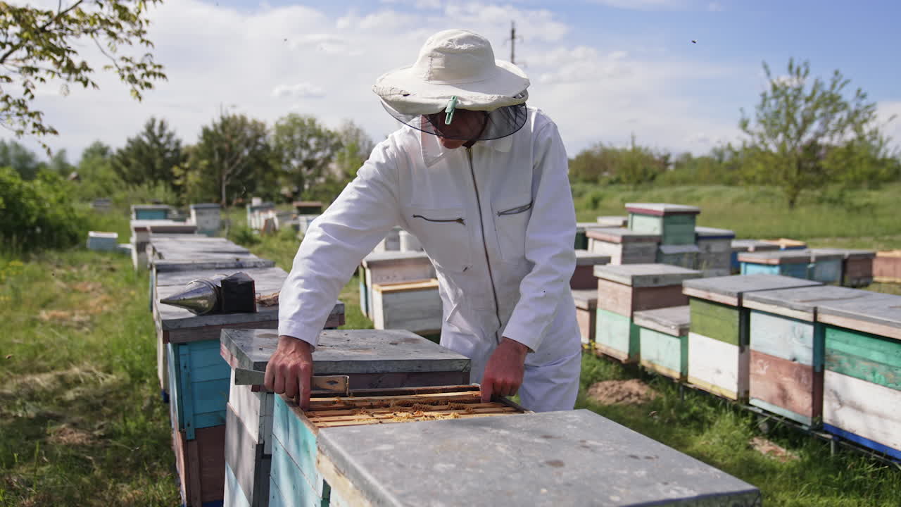 Apiarist taking out frame with honeycomb from a hive. Professional beekeeper in white suit and hat working on apiary among summer nature.