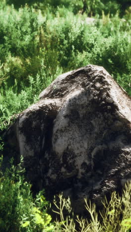 rocky forest scene