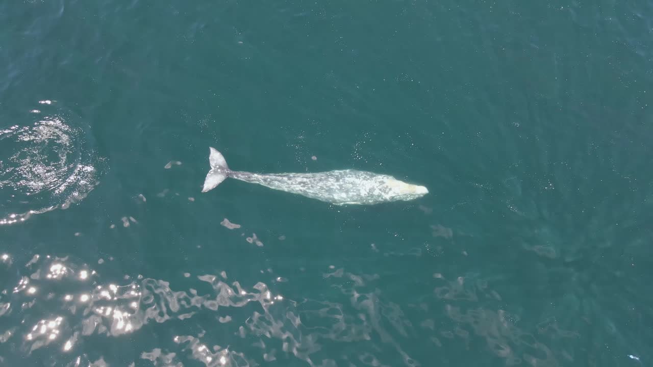 공중:숨을 쉬기 위해 떠오르는 아름다운 어린 혹등고래