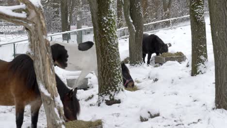 Grupo-De-Hermosos-Caballos-Pastando-En-El-Campo-Cubierto-De-Nieve,-Temporada-De-Invierno