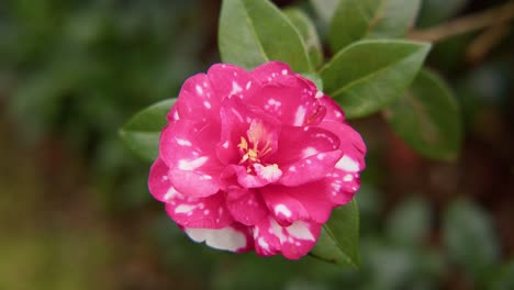 a vibrant camellia in full bloom with soft petals and rich details. captured in 4k slow motion, this shot showcases the elegance of nature and botanical beauty.