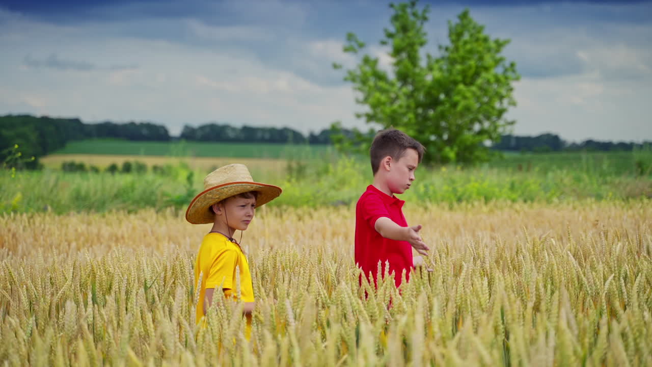 Boys in wheat field. Cute little children in wheat field