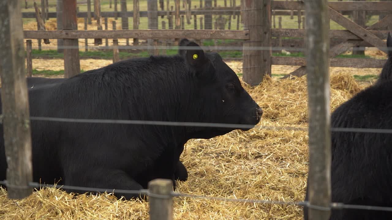la raza de ganado angus o aberdeen angus