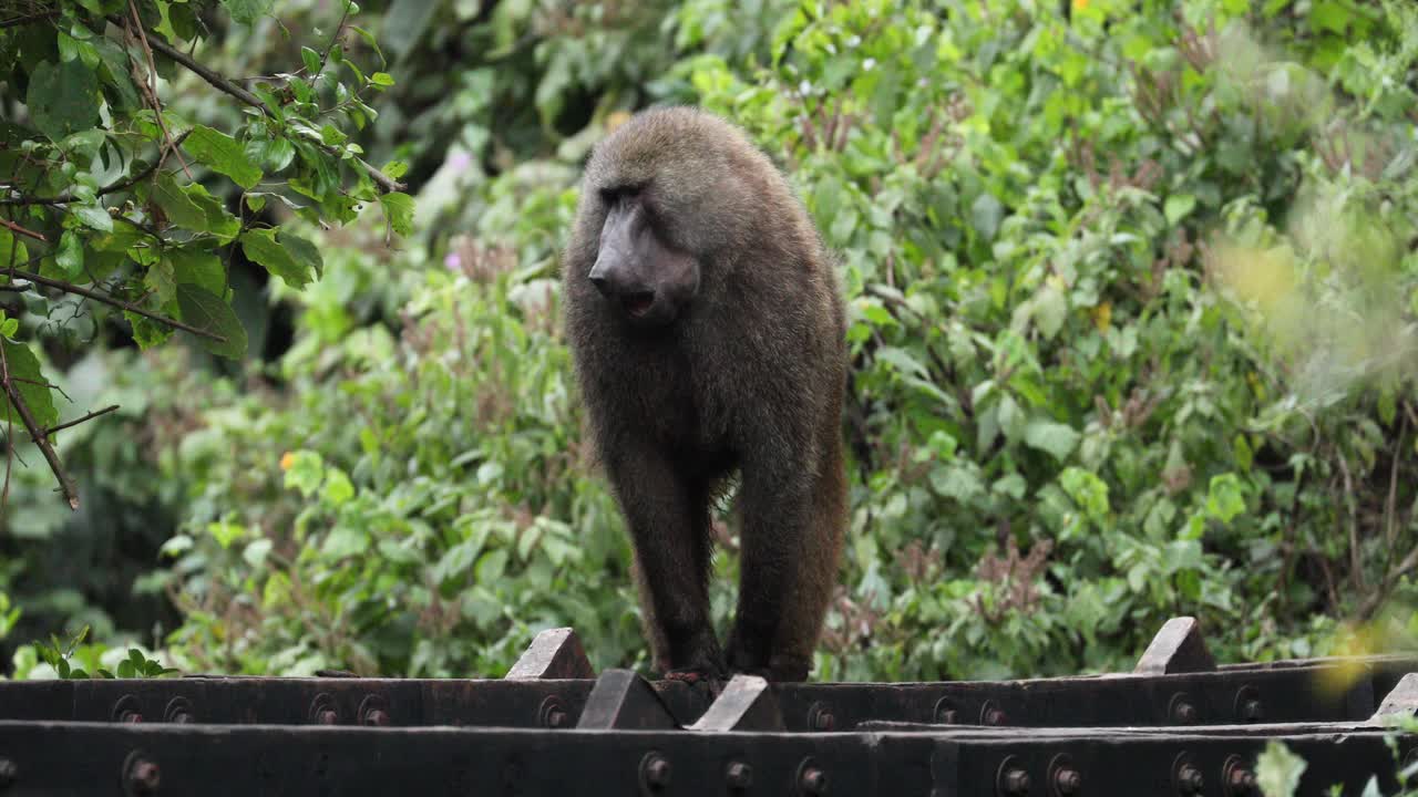 primer plano de un babuino olivo de pie contra el follaje verde en el parque nacional de aberdare en kenia