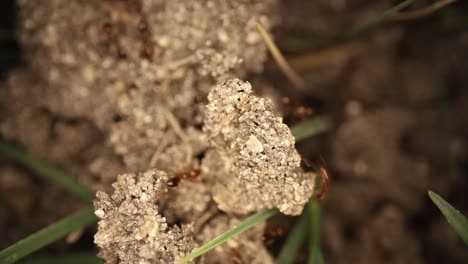 top down static shot of a disturbed fire ant mound, broken dirt looks like canyon monoliths