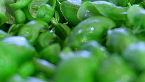 enfoque de estante de primer plano extremo sobre plantas de albahaca verde fresca