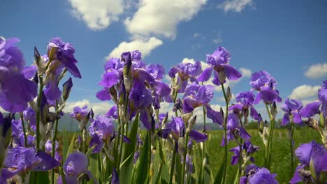 Low-angle-pan-shot-showing-dried-out-purple-flowerbed-field-in-nature-after-hot-summer-with-heat