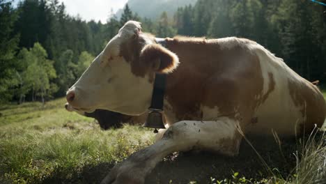 closeup of a cow laying on the grass bothered by flies and insects