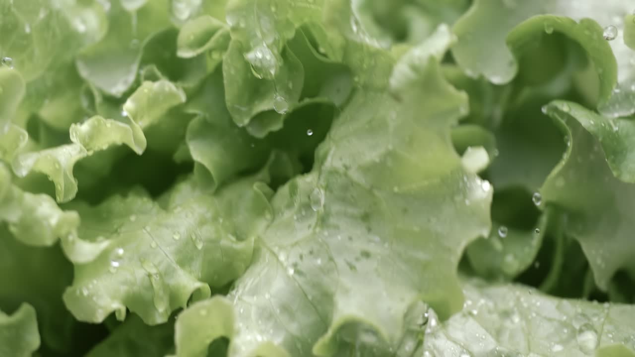 Fresh lettuce in drops of water. Shot on super slow motion camera 1000 fps