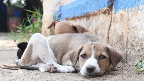 a young brown and white colored puppy resting on grass