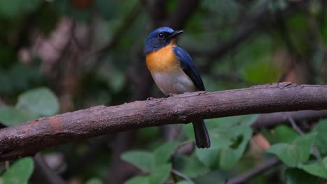 camera zooms out and slides to the right showing this bird facing to the right with its lovely orange breast and blue feathers, indochinese blue flycatcher cyornis sumatrensis male, thailand