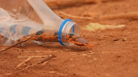 Scolopendra-Hardwickei-In-Der-Flasche