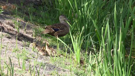 adult duck with baby ducks on a lake in xochimilco, mexico city in the morning