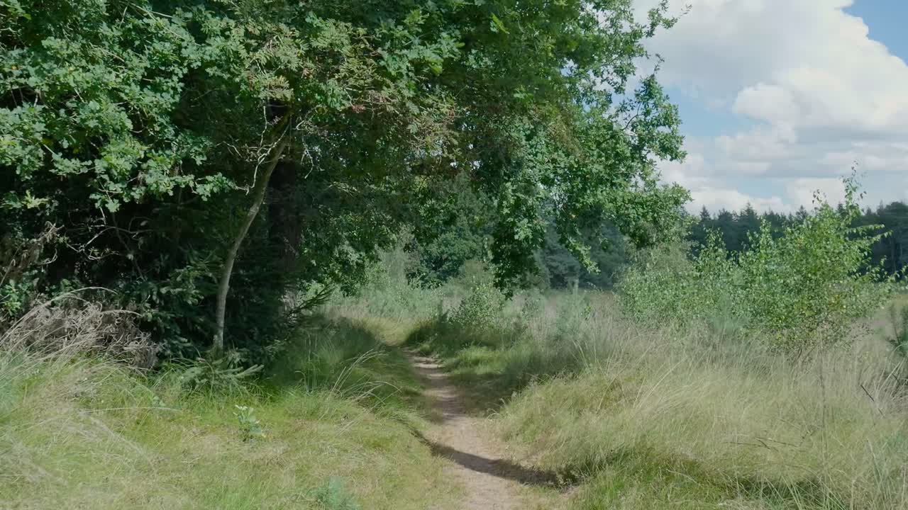 A path through a grassy forest