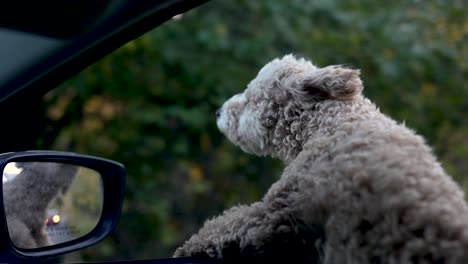 cachorro de raza maltipoo con la cabeza fuera de la ventana del coche en otoño