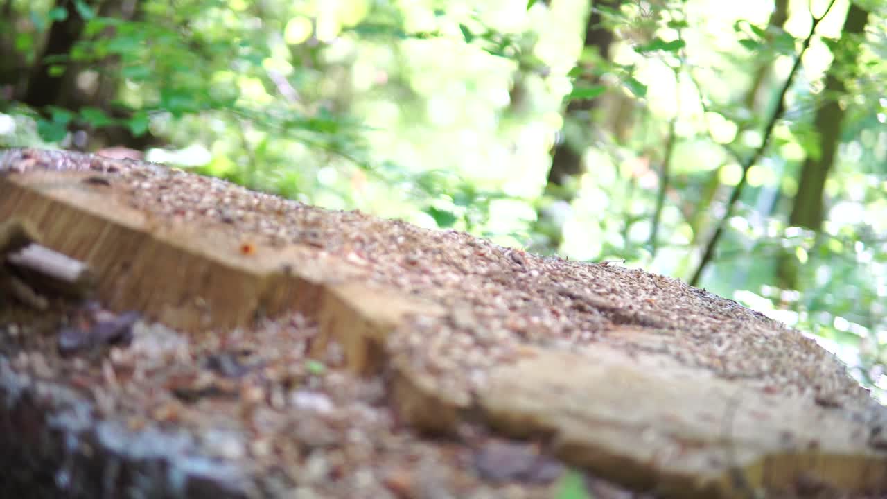 트렁크 보기 닫기