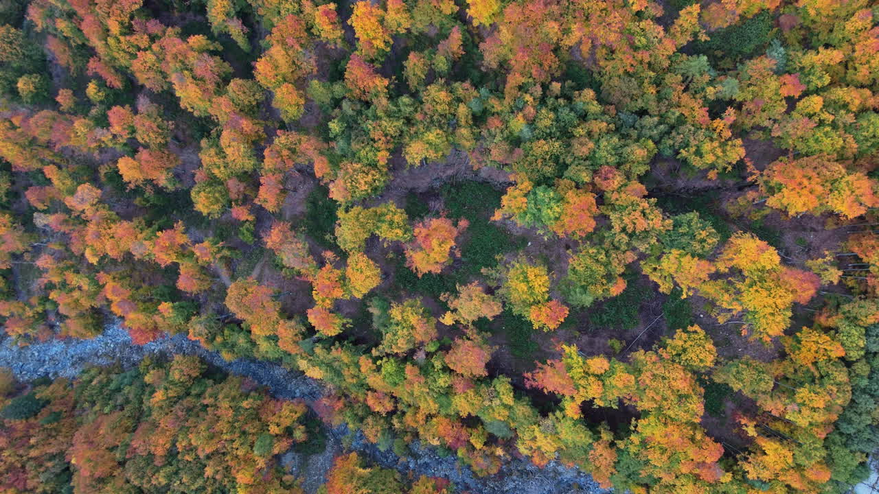 Colorful autumn trees covering a forest in an aerial view scene
