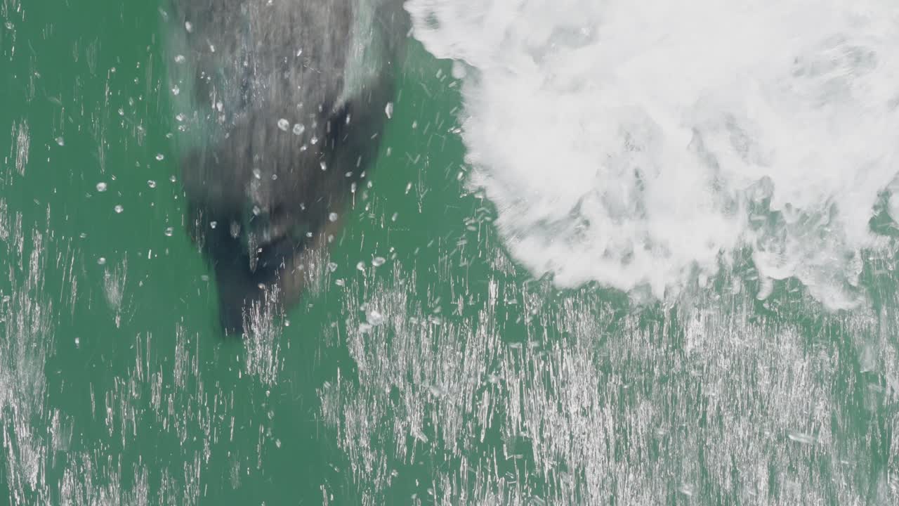 Cape fur seals (Arctocephalus pusillus) swimming swiftly close to the boat