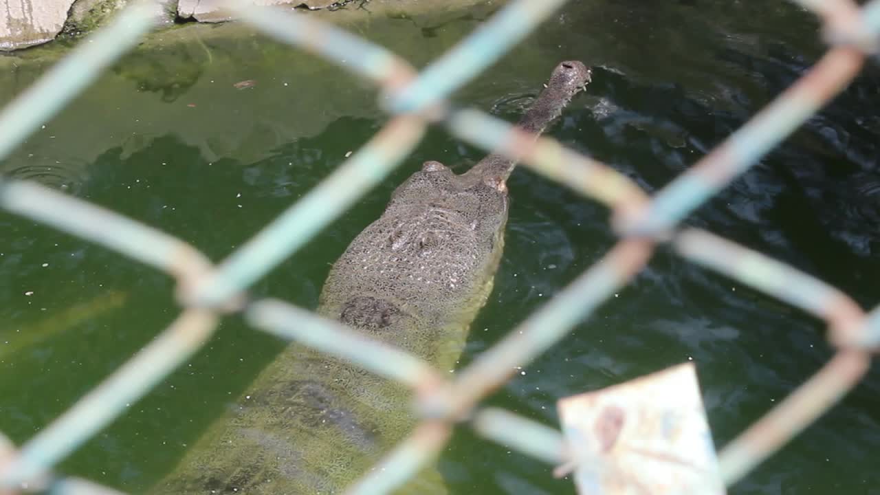 un cocodrilo gigante en el agua detrás de la valla en el parque zoológico en la india i gigantesco cocodrillo gharial detrás de las cercas en el parque zoo