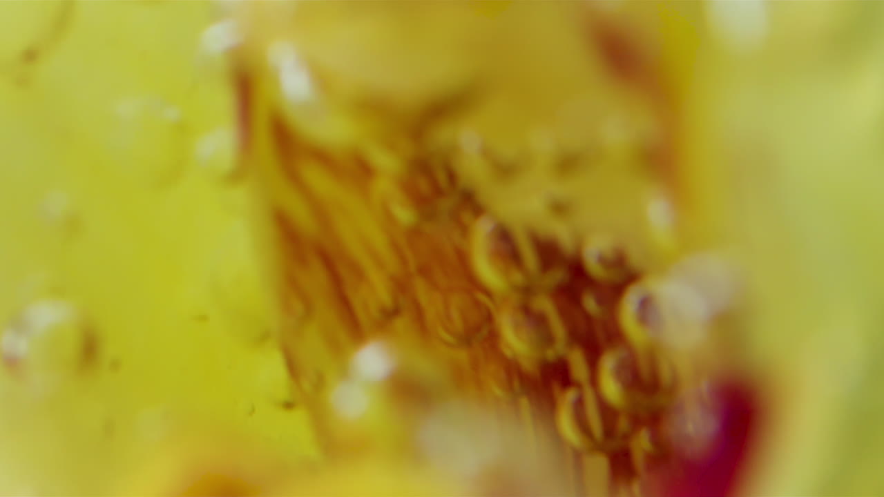 крупный вид пузырьков и жидкости