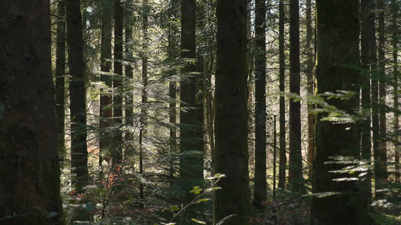 Dolce luce solare filtra tra gli alberi, creando una serena scena nel bosco. Ideale per documentari sulla natura o video di relax.