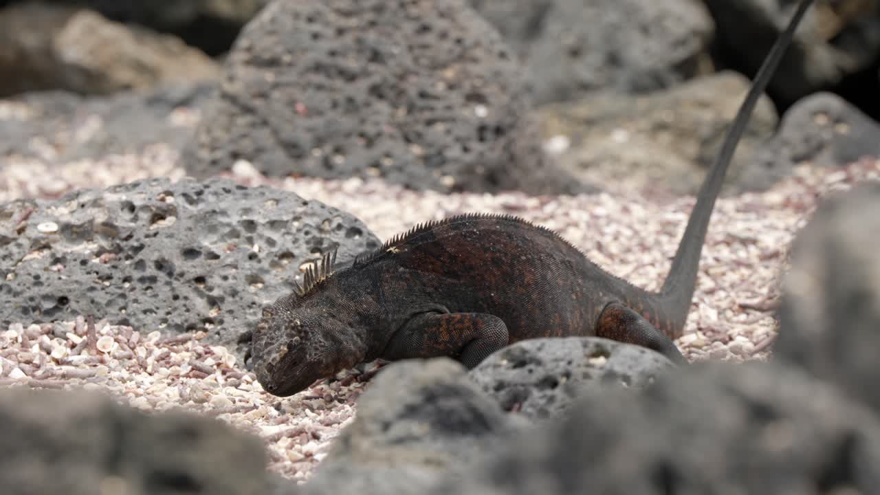 A marine iguana eats algae on a sandy beach on Santa Cruz Islands in the Gal&aacute;pagos Islands