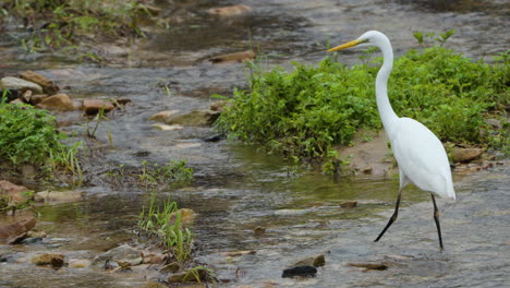 gran garza oriental, una garza blanca que camina pescando en un arroyo de aguas poco profundas en corea del sur