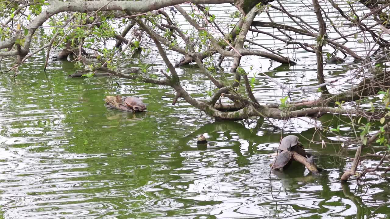 tortuga nadando cerca de las ramas de los árboles en el lago