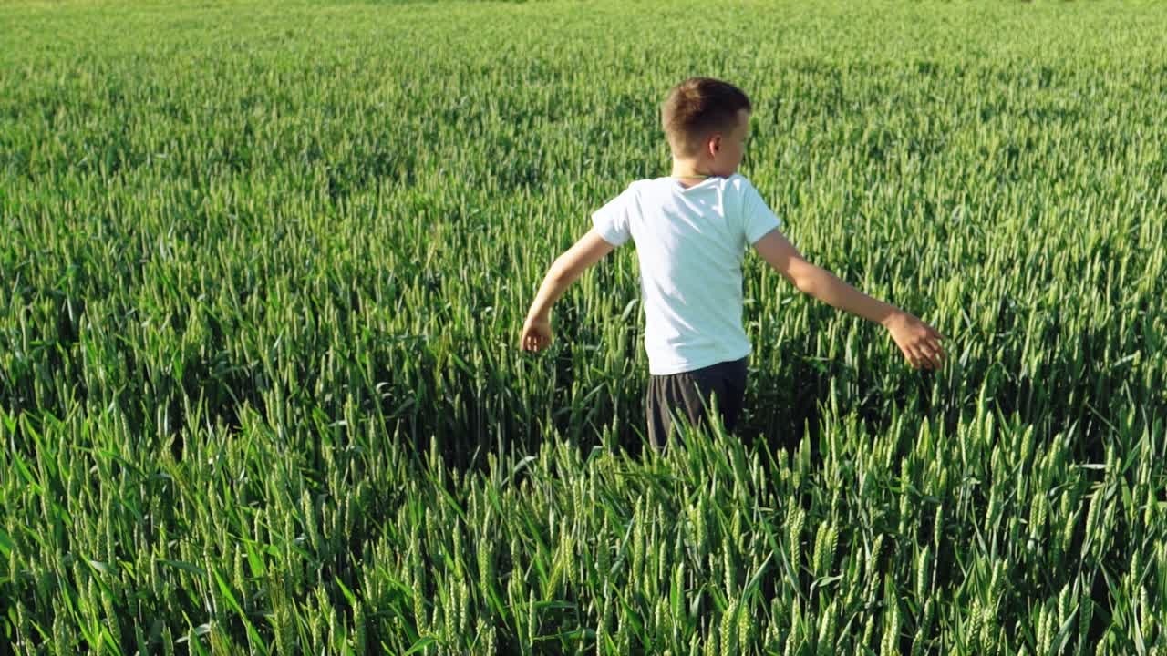 Little boy is walking along the wheat field at sunset.