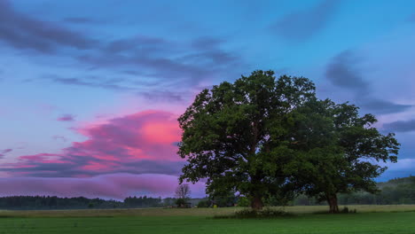 Timelapse-De-La-Majestuosa-Nube-Rosa-Del-Atardecer-Con-Un-Gran-árbol-En-El-Campo-En-El-Paisaje