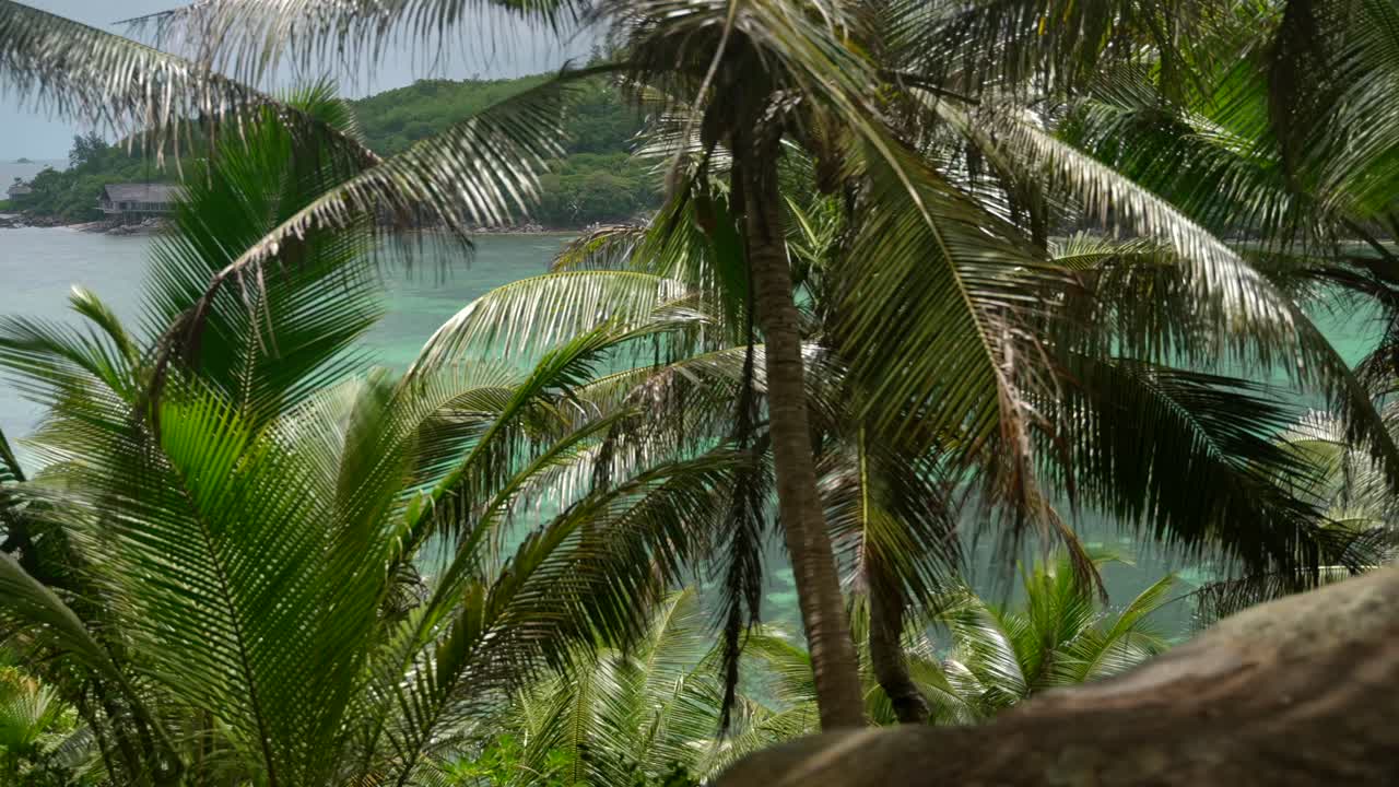 кинематографическое видео из джунглей на сейшельских островах на острове ile moyenne, прогулка по высоким и экзотическим растениям, с большим количеством скал, окружающих пейзажи и красивым морем на заднем плане
