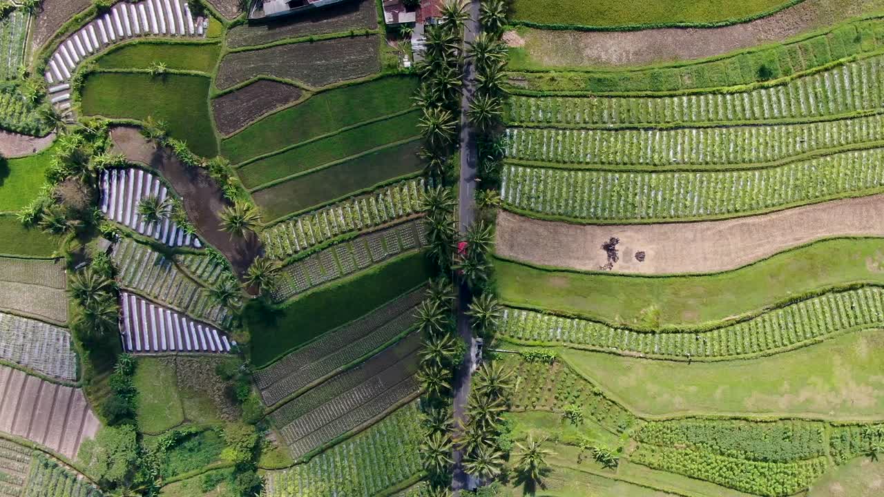 coches circulando por carretera asfaltada entre majestuosos campos de arroz, vista de arriba hacia abajo