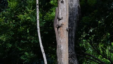 The-Clouded-Monitor-Lizard-is-found-in-Thailand-and-other-countries-in-Asia