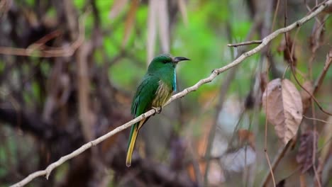 el abejaruco de barba azul se encuentra en la península de malaya, incluida tailandia, en claros de bosques particulares