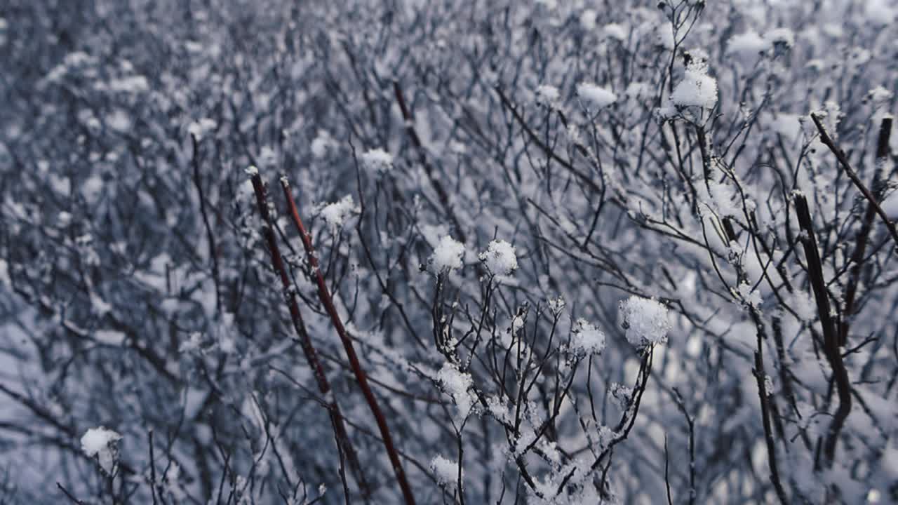 Footage gliding over snow covered bush or shrub, winter urban nature in 4K. Branches peek out through the frosty white snow. Movement in rows of snowy shrub. Fresh snow frost crystals on the branches