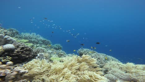 Ein-Naso-Doktorfisch-Schwimmt-Anmutig-Zwischen-Den-Leuchtenden-Korallen-In-Raja-Ampat,-Indonesien