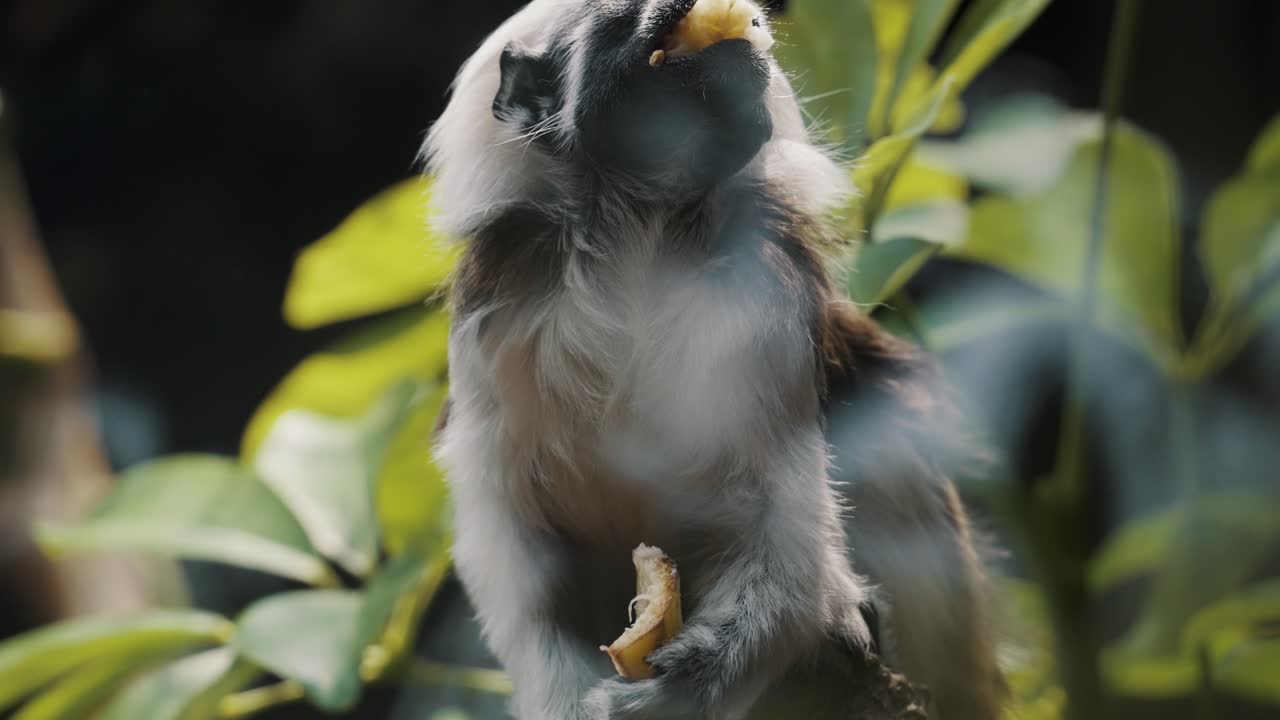 vista frontal de un tití cabeciblanco comiendo fruta en el bosque
