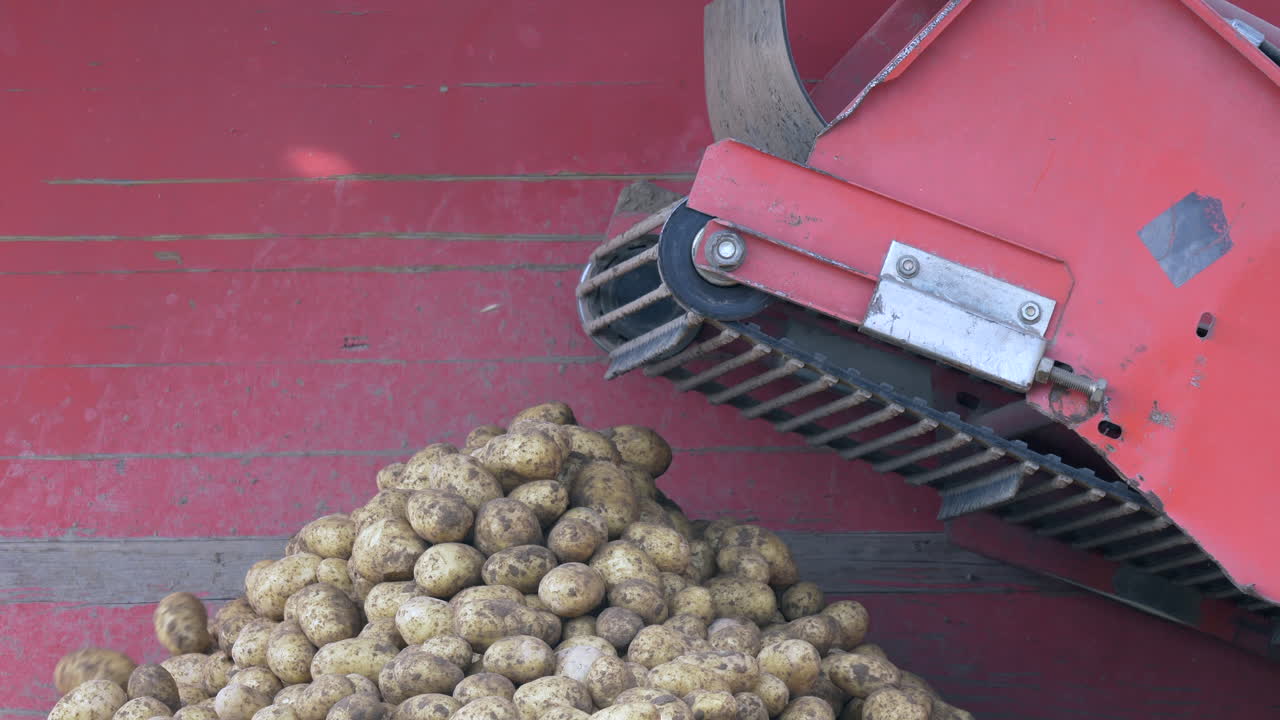Slow motion shot of Harvesting Potatoes Using By A Modern Potato Harvester,close up - Assembly Belt transporting fresh potatoes from agricultural field