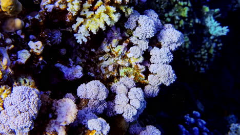 la vibrante escena submarina de los arrecifes de coral