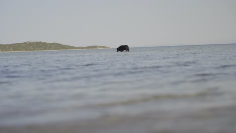 Perro-Paseando-En-El-Mar,-Vídeo-De-Animales-Y-Naturaleza.