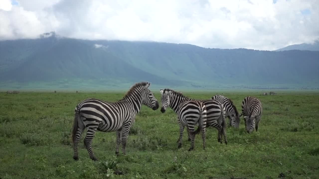 Una zebra (Equus burchelli boehmi) infastidisce un'altra nel cratere di Ngorongoro, Tanzania