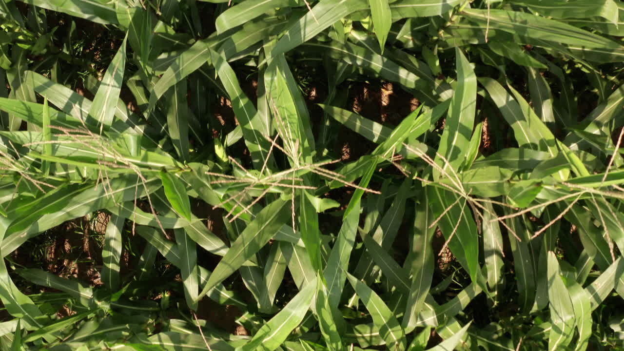 제출 된 옥수수의 평면도