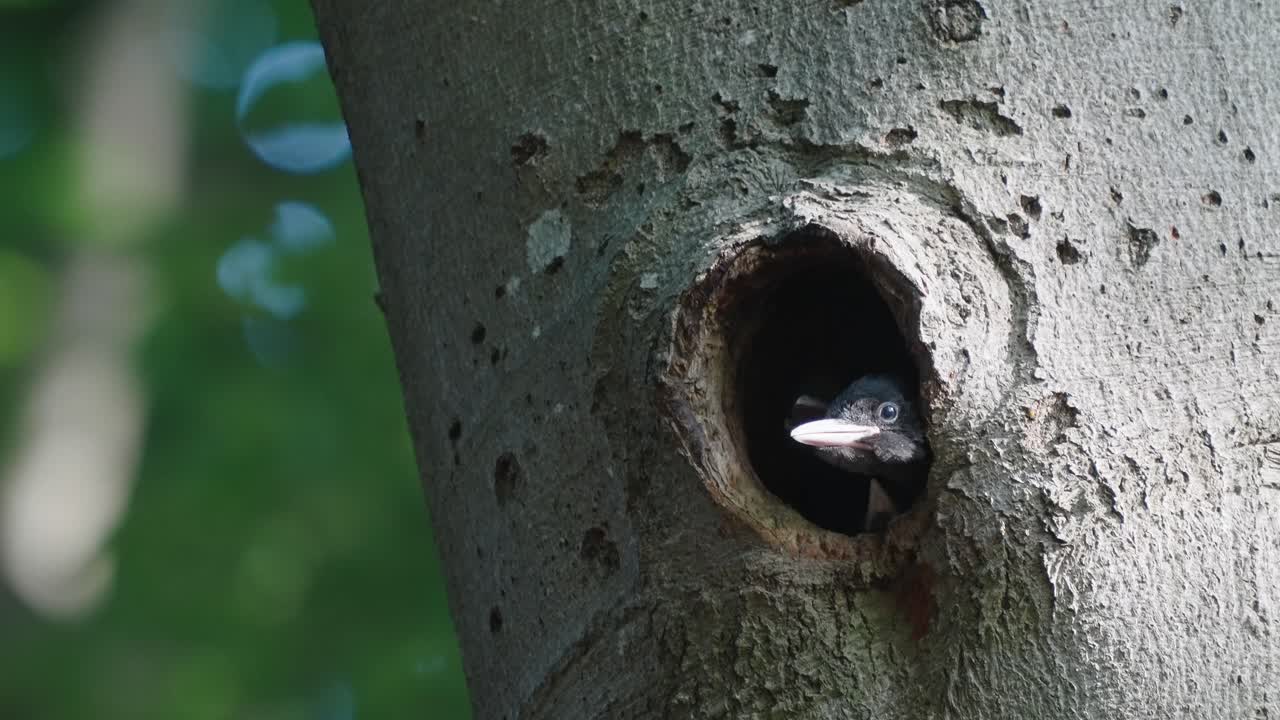 polluelos de pájaro carpintero negro saliendo del hueco del nido en un roble, texel, primer plano en tiempo real de los países bajos