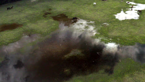 aerial: crane shot ascending over a flooded field with horses grazing