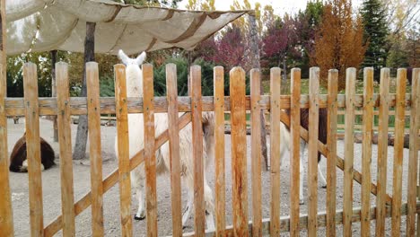 llama blanca caminando por la granja