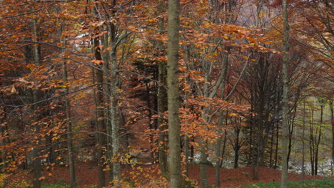 Autumn-forest-trees-yellow-and-red-foliage,-woodland-aerial-view-in-fall-season,-natural-colorful-park